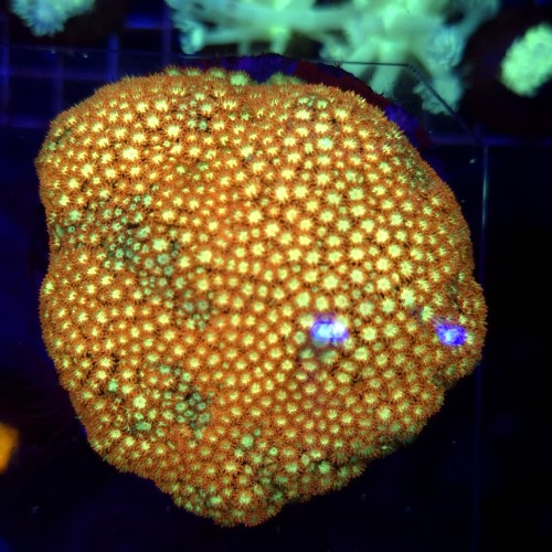 Leptastrea Ultra Orange WYSIWYG #1