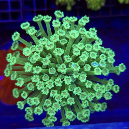 Alveopora Neon Green WYSIWYG #2