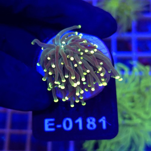 Euphyllia Glabrescens Fluo Tipis WYSIWYG #E0181