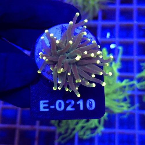Euphyllia Glabrescens Fluo Tipis WYSIWYG #E0210
