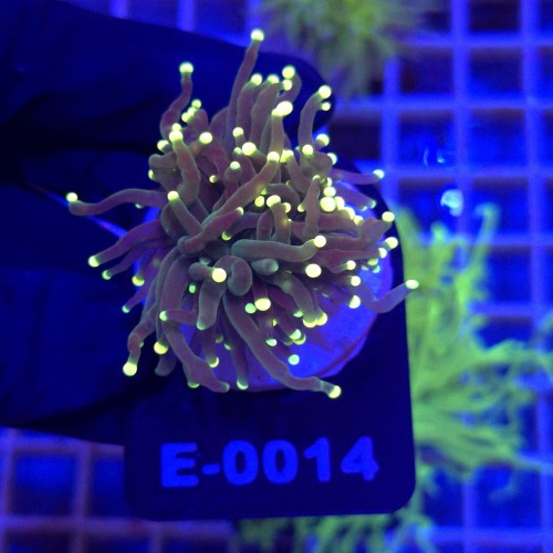 Euphyllia Glabrescens Fluo Tipis WYSIWYG #E0014