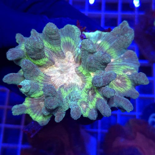 Pectinia alcicornis Rainbow WYSIWYG #1