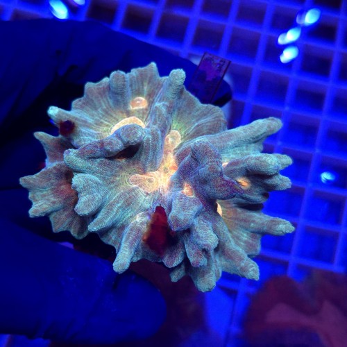 Pectinia alcicornis Rainbow WYSIWYG #2