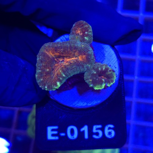 Lobophyllia Rainbow WYSIWYG #E0156