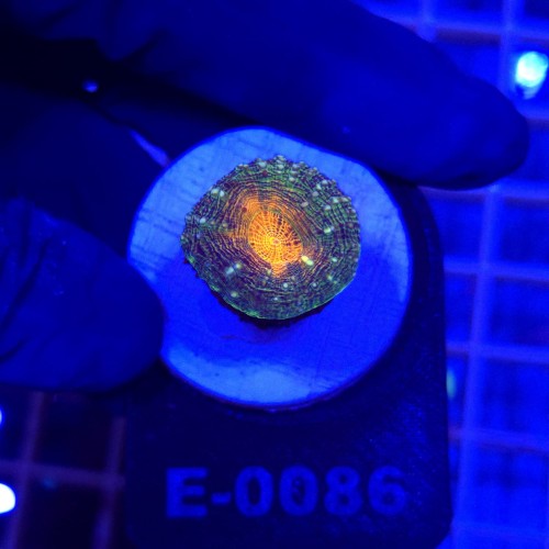 Lobophyllia Rainbow WYSIWYG #E0086