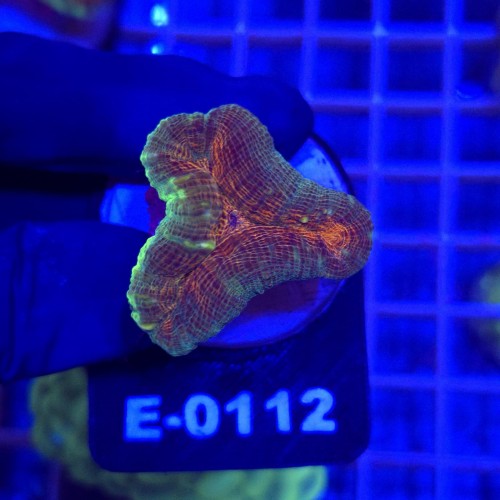 Lobophyllia Rainbow WYSIWYG #E0112