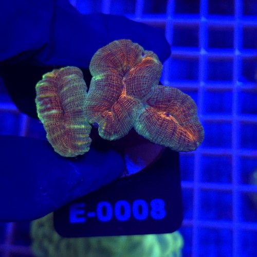 Lobophyllia Rainbow WYSIWYG #E0008