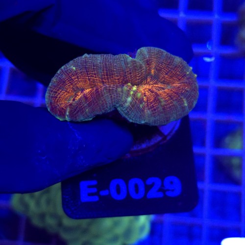 Lobophyllia Rainbow WYSIWYG #E0029