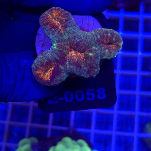 Lobophyllia Rainbow WYSIWYG #E0058