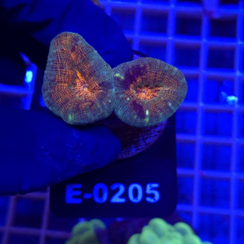 Lobophyllia Rainbow WYSIWYG #E0205