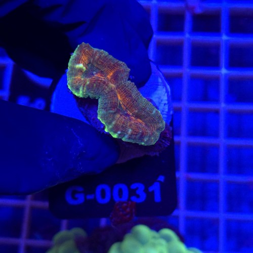 Lobophyllia Rainbow WYSIWYG #G0031