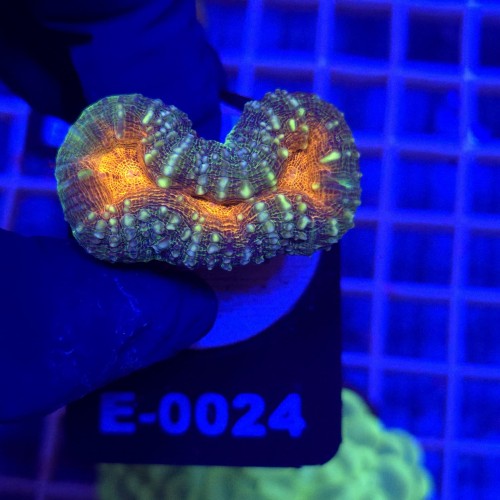 Lobophyllia Rainbow WYSIWYG #E0024