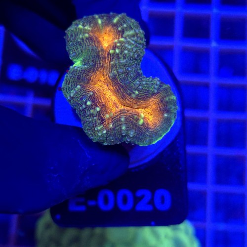 Lobophyllia Rainbow WYSIWYG #E0020