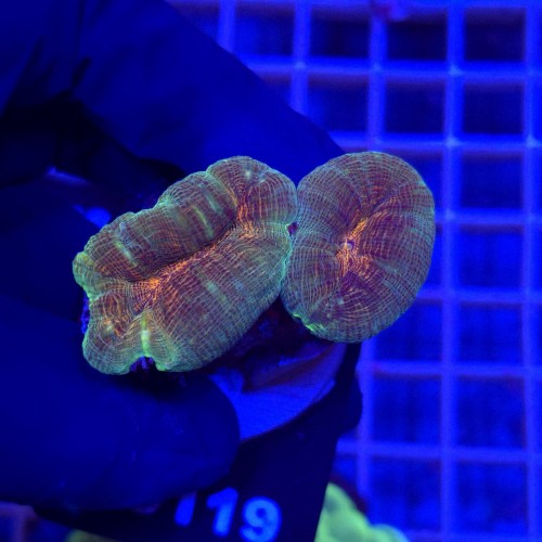 Lobophyllia Rainbow WYSIWYG #E0119