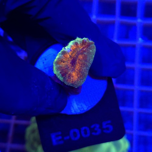 Lobophyllia Rainbow WYSIWYG #E0035