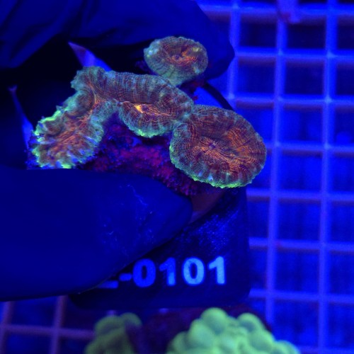 Lobophyllia Rainbow WYSIWYG #E0101