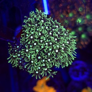 Briareum Fluo WYSIWYG #2