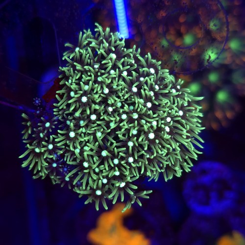 Briareum Fluo WYSIWYG #2