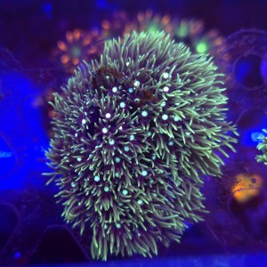 Briareum Fluo WYSIWYG #3