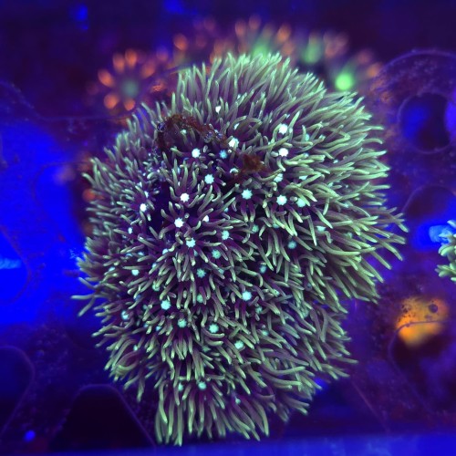 WhatsApp Image 2026-03-17 at 16.51.20 (1).jpeg