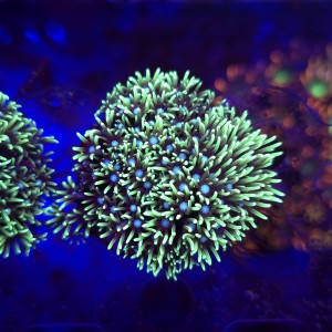 Briareum Fluo WYSIWYG #4