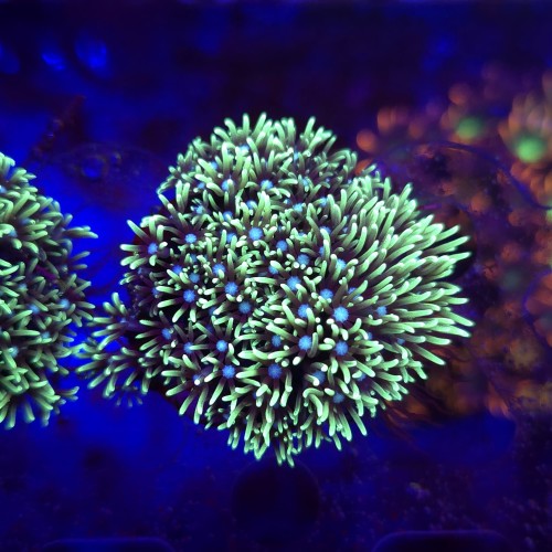 Briareum Fluo WYSIWYG #4