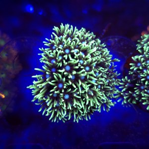 Briareum Fluo WYSIWYG #5