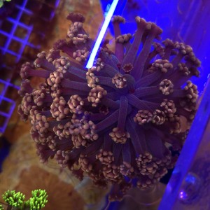 Alveopora Orange Tips WYSIWYG