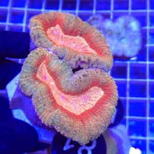 Lobophyllia Orange/Red Rainbow WYSIWYG #81