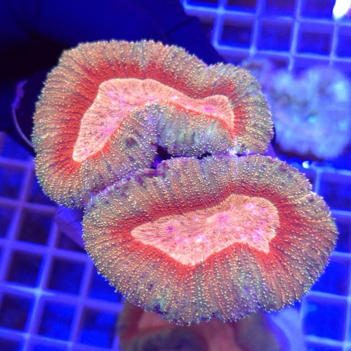 WhatsApp Image 2026-03-17 at 16.51.36 (2).jpeg