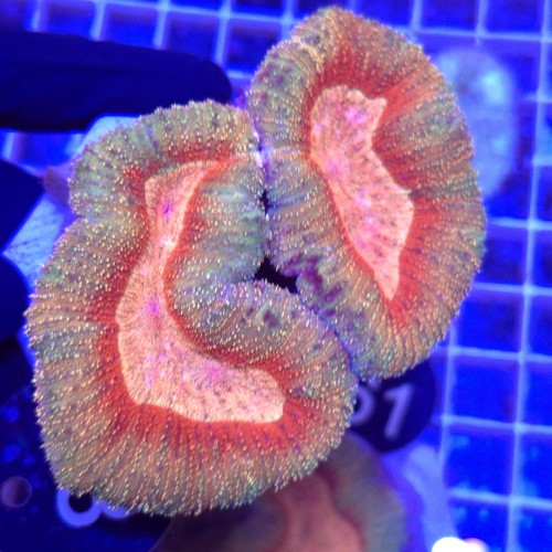 WhatsApp Image 2026-03-17 at 16.51.36.jpeg