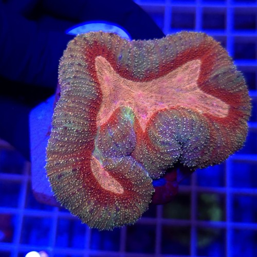 Lobophyllia Orange/Red Rainbow WYSIWYG #4