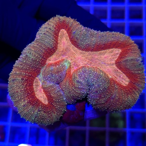 WhatsApp Image 2026-03-17 at 16.51.37 (4).jpeg