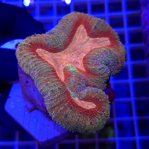 WhatsApp Image 2026-03-17 at 16.51.37 (5).jpeg