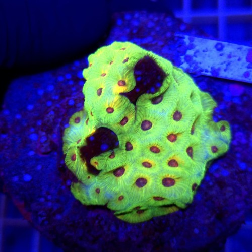 WhatsApp Image 2026-03-17 at 16.51.38 (6).jpeg