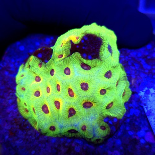 Favia Fascination WYSIWYG 