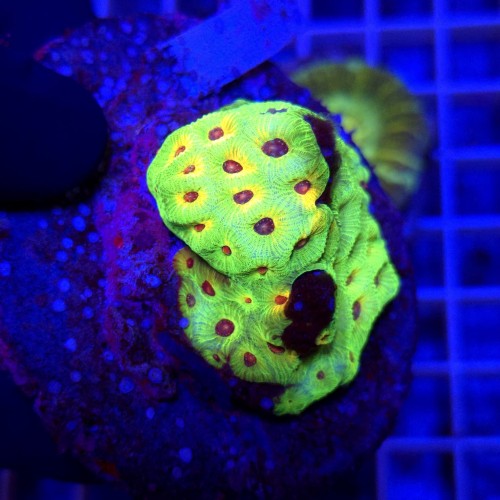 WhatsApp Image 2026-03-17 at 16.51.39.jpeg