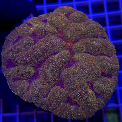 Lobophyllia XL WYSIWYG #5