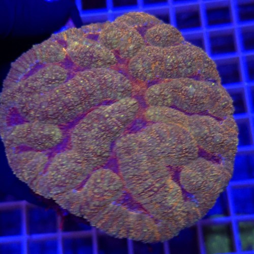 WhatsApp Image 2026-03-17 at 16.51.39 (3).jpeg