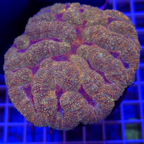 WhatsApp Image 2026-03-17 at 16.51.39 (4).jpeg