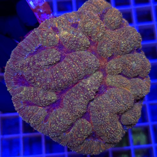 WhatsApp Image 2026-03-17 at 16.51.39 (5).jpeg