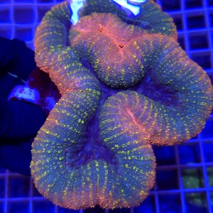 Lobophyllia Rainbow  WYSIWYG #1