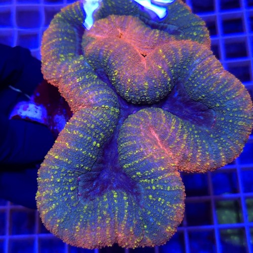 Lobophyllia Rainbow  WYSIWYG #1