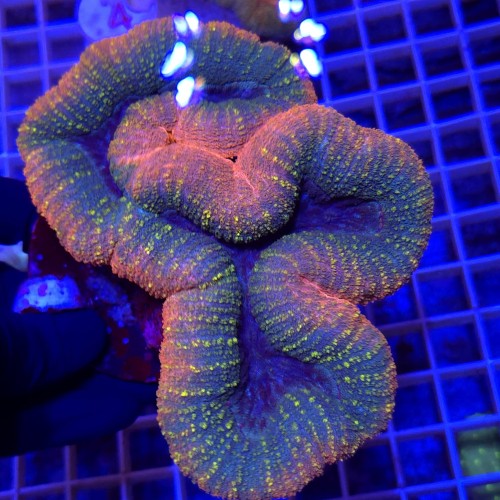 WhatsApp Image 2026-03-17 at 16.51.39 (7).jpeg