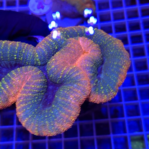 WhatsApp Image 2026-03-17 at 16.51.40 (1).jpeg