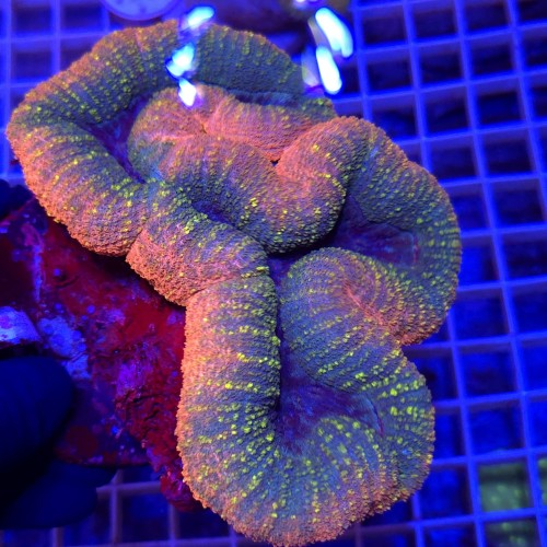 WhatsApp Image 2026-03-17 at 16.51.40 (2).jpeg