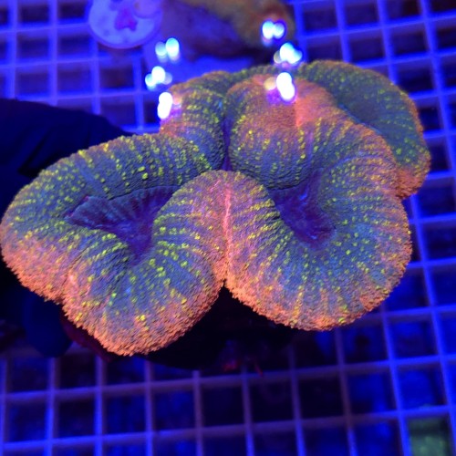 WhatsApp Image 2026-03-17 at 16.51.40.jpeg