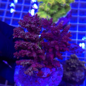 Acropora matecznik WYSIWYG #99