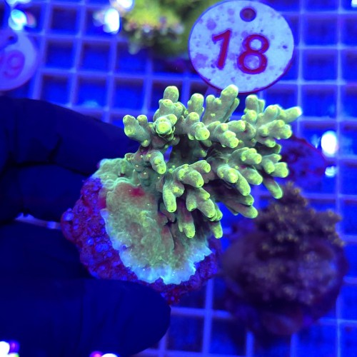Acropora Rainbow matecznik WYSIWYG #18