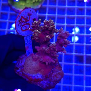 Acropora Rainbow matecznik WYSIWYG #20